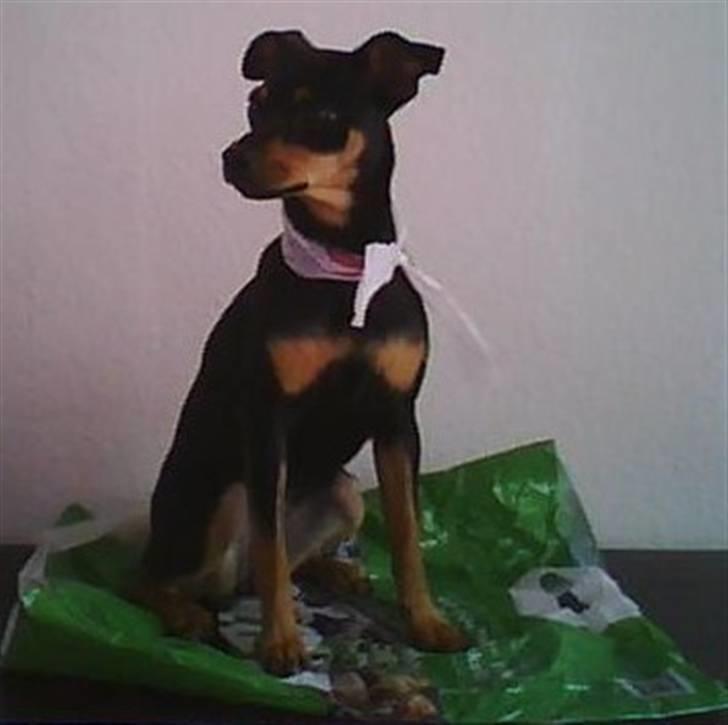 Dvaergpinscher Malou - Det er hårdt, og jeg gider ikke mere.. billede 12
