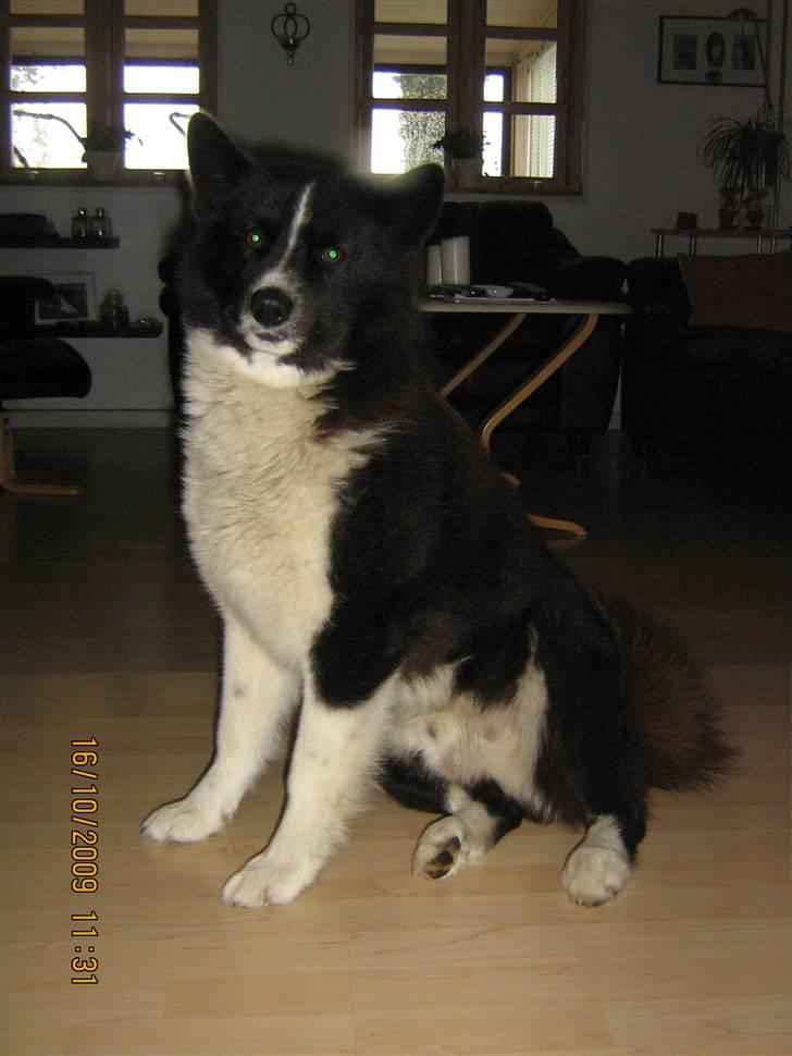 Karelsk bjørnehund Bjørnehuset Samson R.I.P billede 5