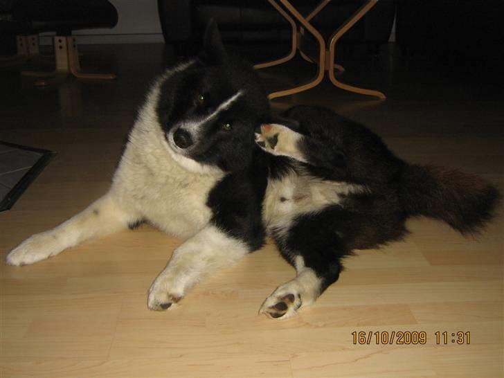 Karelsk bjørnehund Bjørnehuset Samson R.I.P billede 6