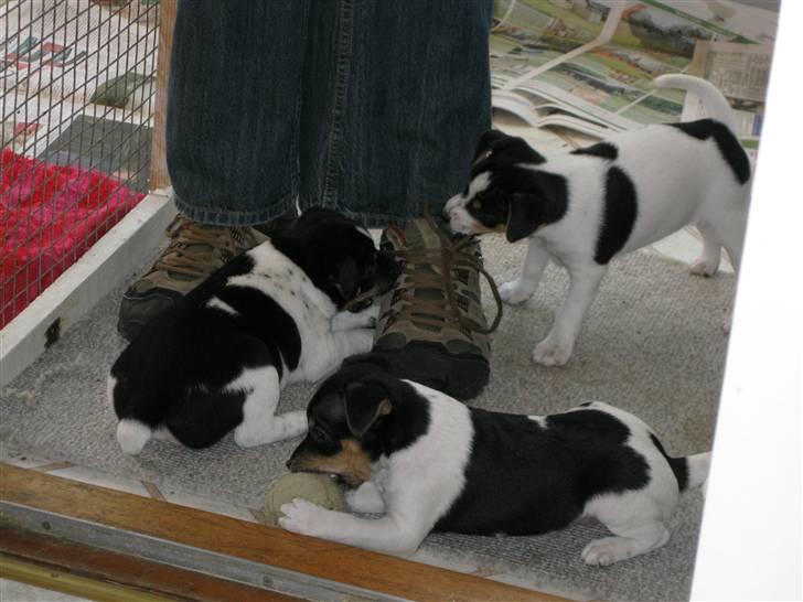 Dansk svensk gaardhund zappo - Zappo ligger og bider i snørrebånd billede 8