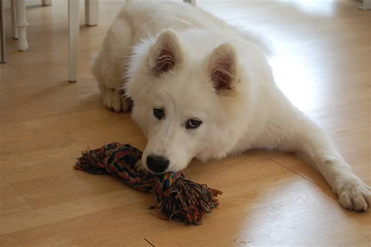 Samojedhund Simba - 6 måneder billede 2