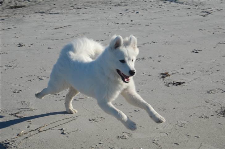 Samojedhund Simba - 6 måneder billede 3