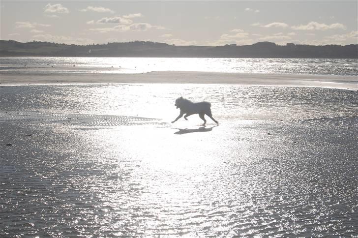 Samojedhund Simba - 6 måneder, på stranden i rørvig billede 5