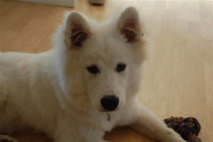 Samojedhund Simba - 6 måneder billede 6