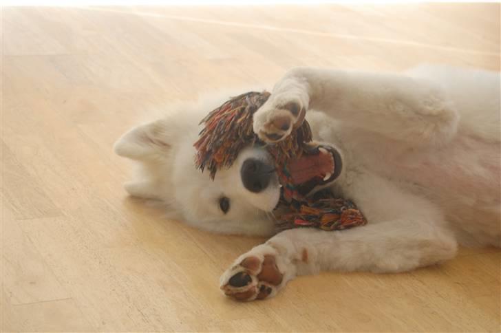 Samojedhund Simba - 6 måneder billede 7