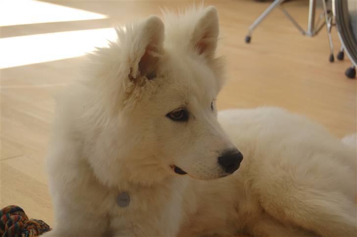 Samojedhund Simba - 6 måneder billede 8
