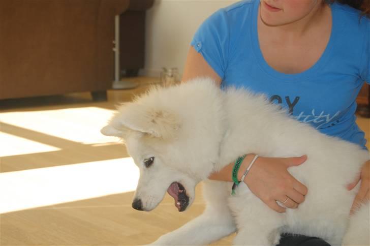 Samojedhund Simba - 6 måneder. Lille bitte er han! billede 9