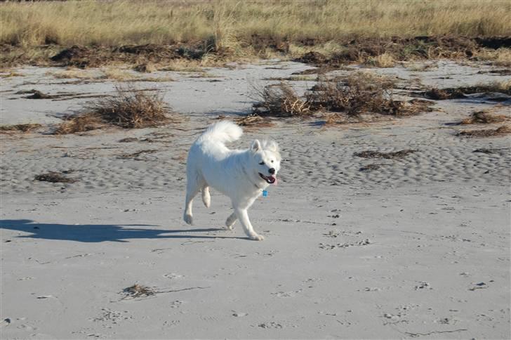 Samojedhund Simba - 6 måneder, på stranden i rørvig billede 10