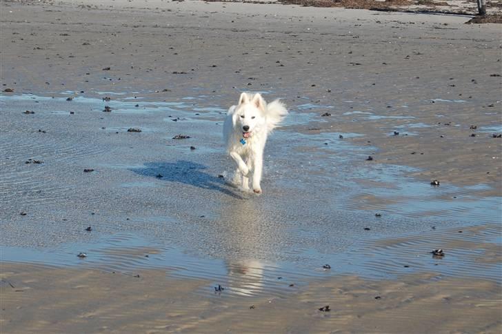 Samojedhund Simba - 6 måneder, på stranden i rørvig billede 11