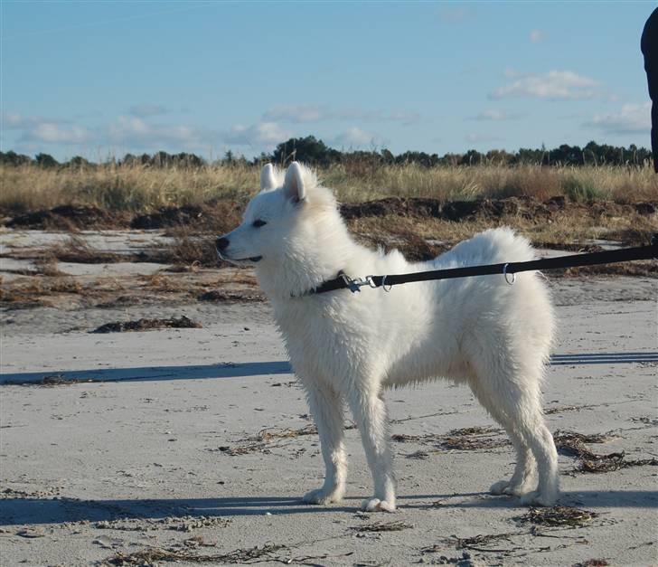 Samojedhund Simba - 6 måneder, på stranden i rørvig billede 12