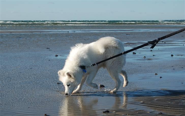 Samojedhund Simba - 6 måneder, på stranden i rørvig billede 13