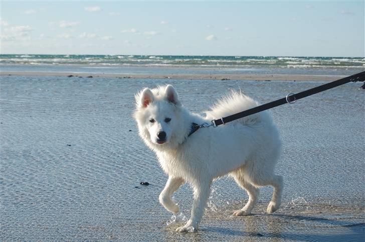 Samojedhund Simba - 6 måneder, på stranden i rørvig billede 14