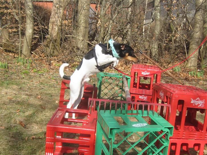 Foxhound Fimbe billede 4