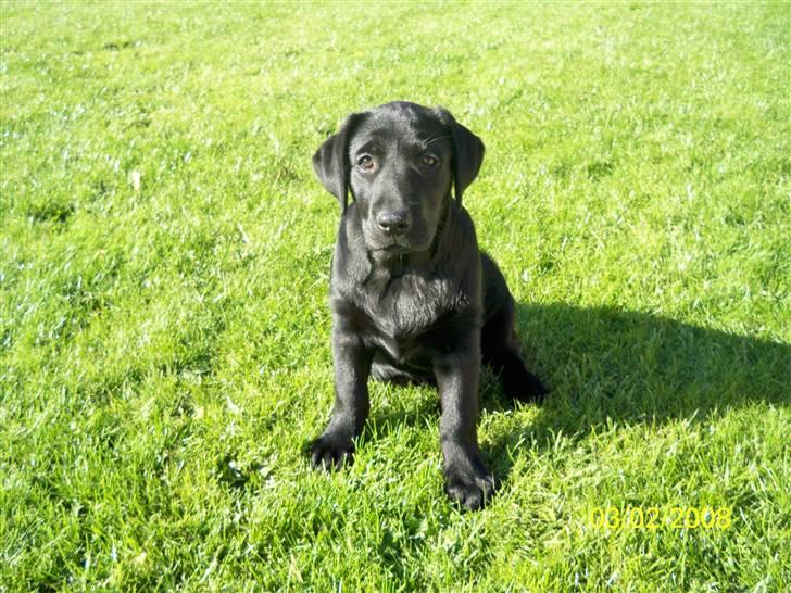 Labrador retriever Luna billede 1