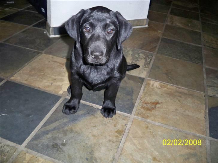 Labrador retriever Luna billede 2