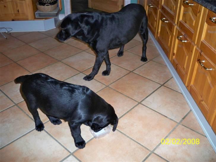 Labrador retriever Luna billede 3