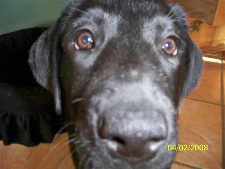 Labrador retriever Luna - Er det dig mor ... billede 4