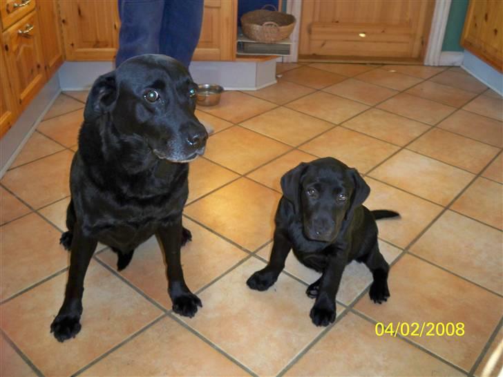 Labrador retriever Luna - Mig og min store søster billede 5