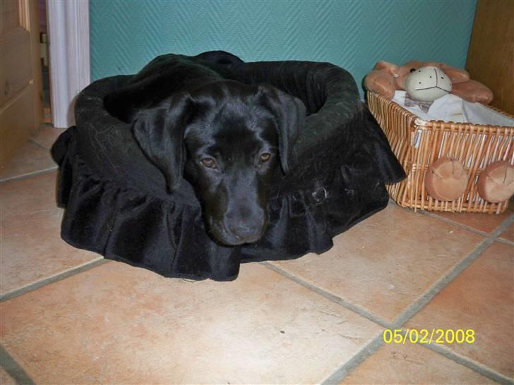 Labrador retriever Luna - Har lige lånt bellas kurv billede 7