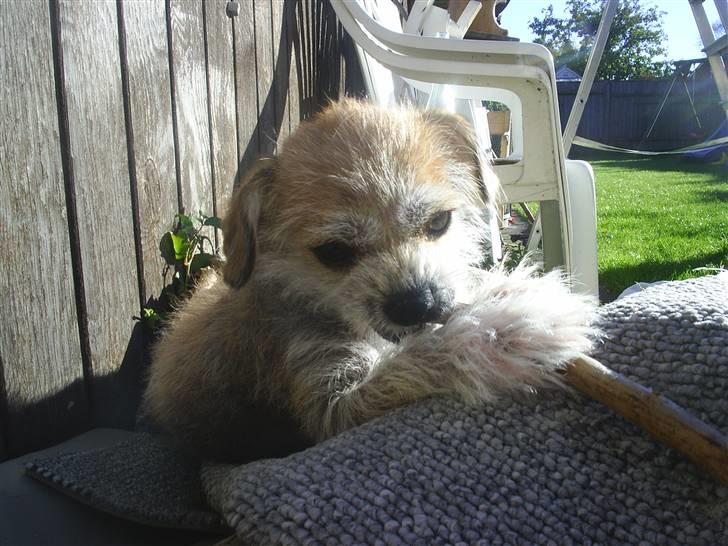 Blanding af racer Silje billede 12