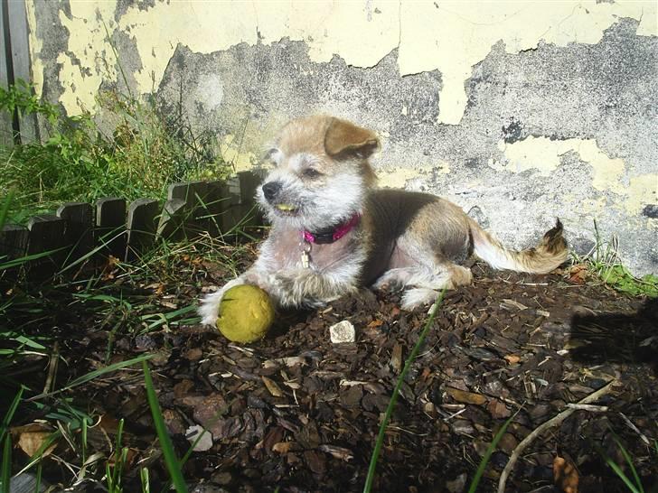 Blanding af racer Silje billede 13