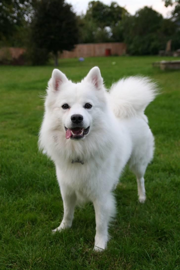 Japansk spids Basse billede 16