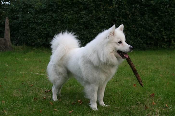 Japansk spids Basse billede 17