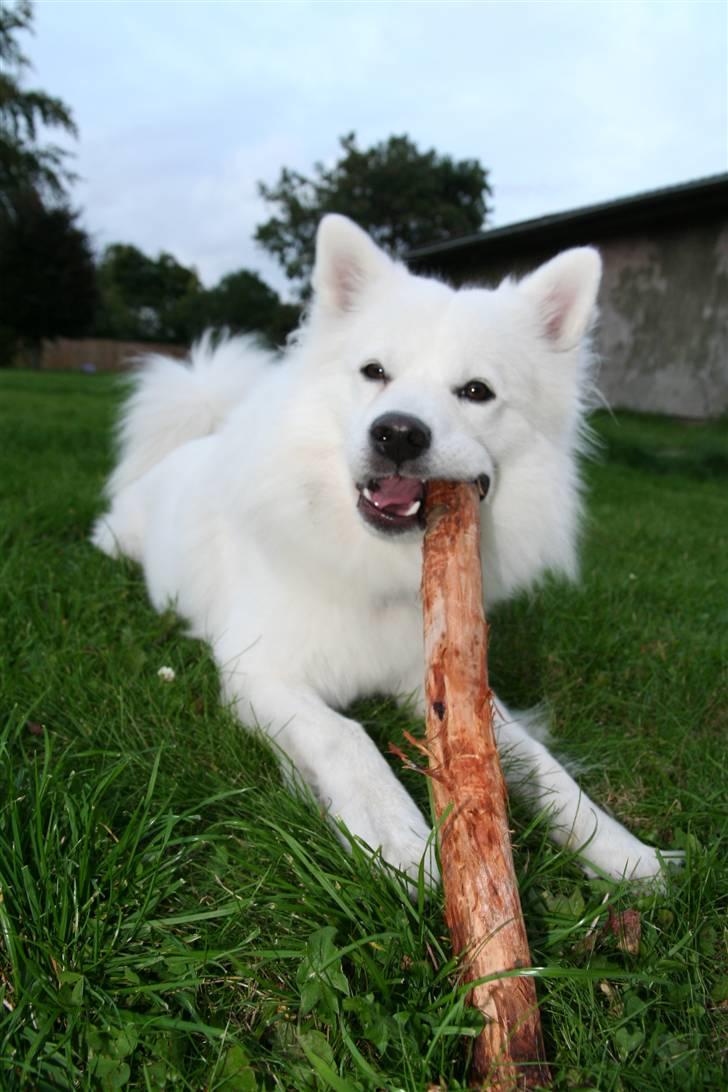 Japansk spids Basse billede 18