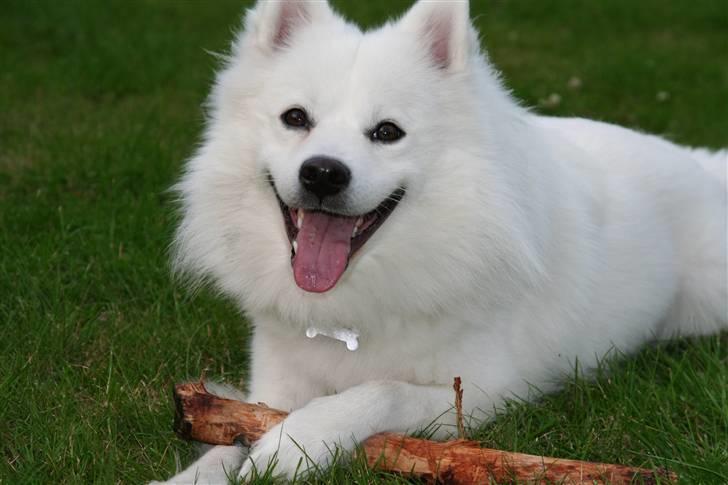 Japansk spids Basse billede 19