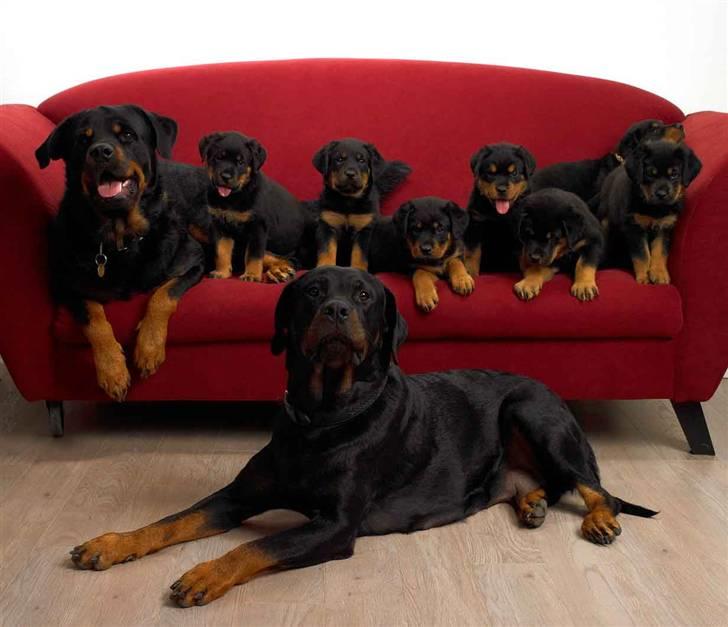 Rottweiler Berta billede 1