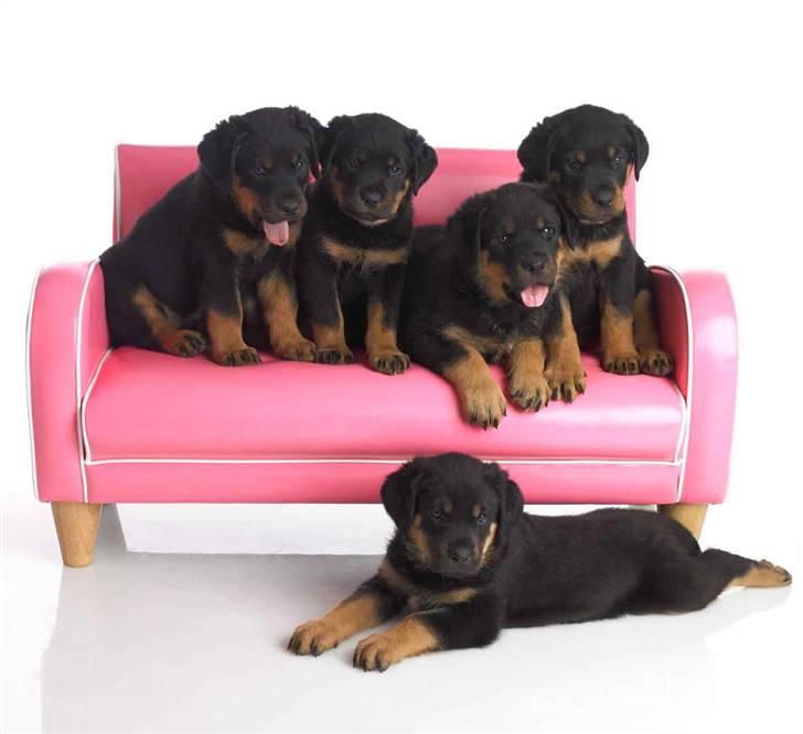 Rottweiler Berta billede 2