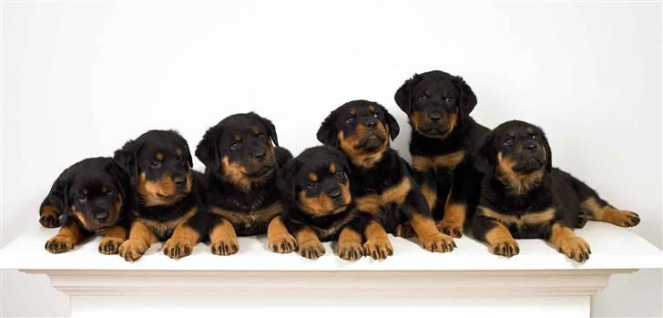 Rottweiler Berta billede 3