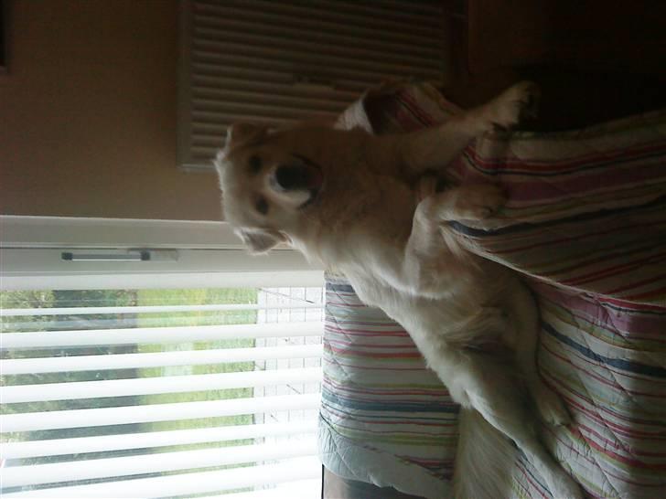 Blanding af racer Tarzan - Tarzan chiller på sofaen, selvom han ikke må være i sofaen hihi, shhh billede 20