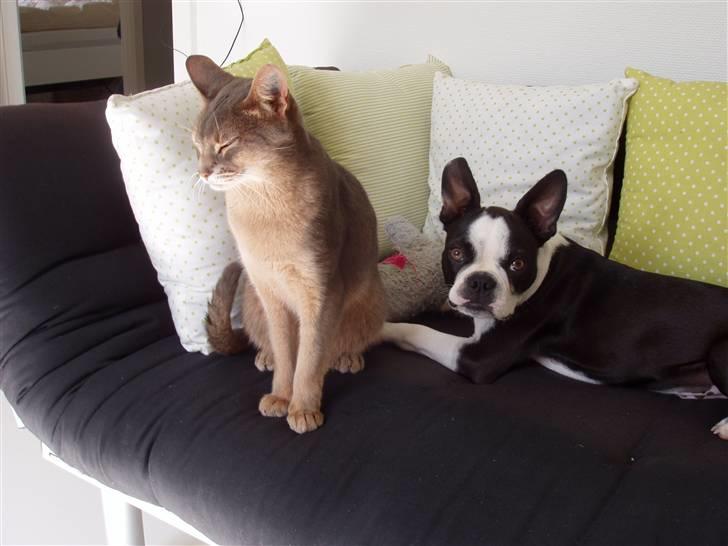 Boston terrier William Karlo - Tag nu det billede billede 15