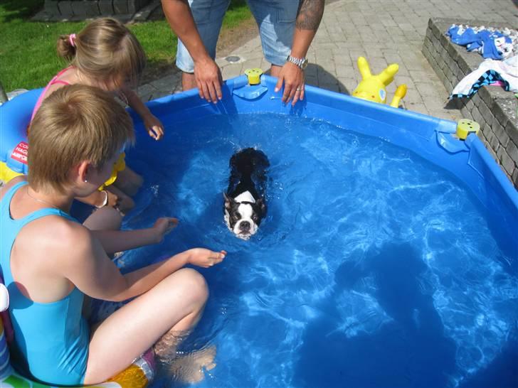 Boston terrier William Karlo - Hunden kan sgu svømme billede 16
