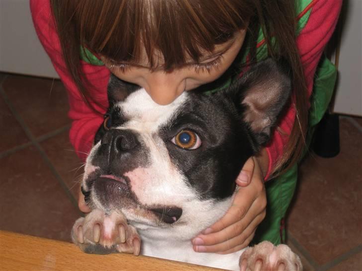 Boston terrier William Karlo - kys og kram fra Sif billede 17