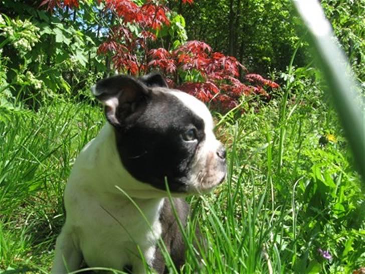 Boston terrier William Karlo - William 9 uger. Billede taget af opdrætter billede 18