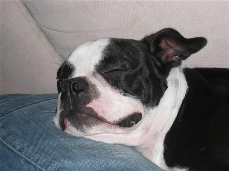 Boston terrier William Karlo - Lad mig nu sove, ved godt jeg er lækker billede 19
