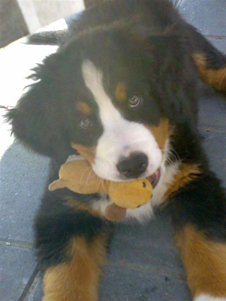 Berner sennenhund kiki - Er det ikke en fin bamse jeg har billede 1