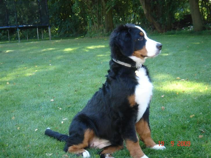 Berner sennenhund kiki - Kommer der nogen. billede 4