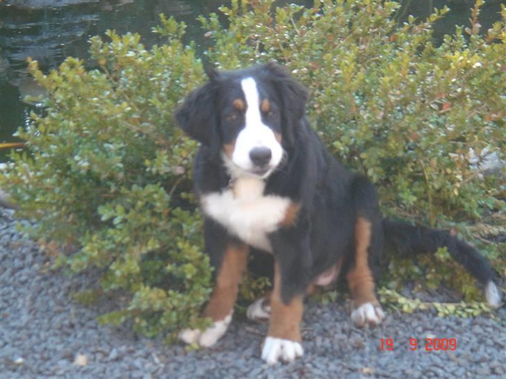 Berner sennenhund kiki - Sikke en dejlig busk den er god at sidde i . billede 6