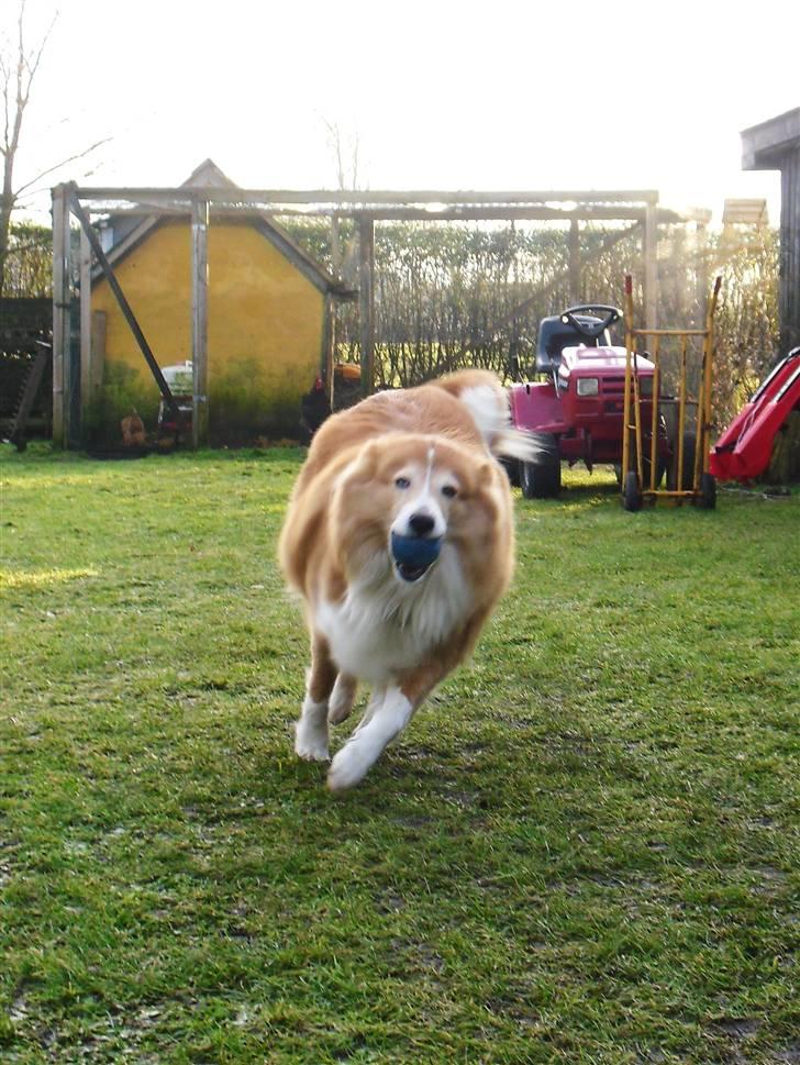 Shetland sheepdog Mille billede 5