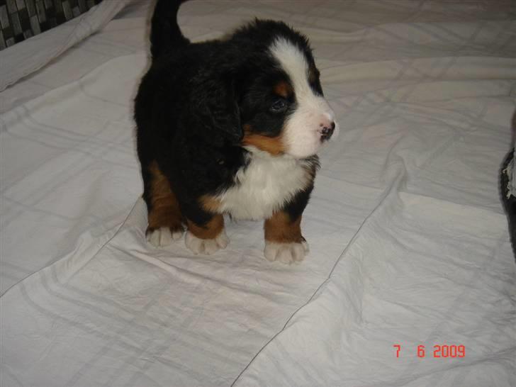 Berner sennenhund kiki - Se jeg kan stå.  billede 7