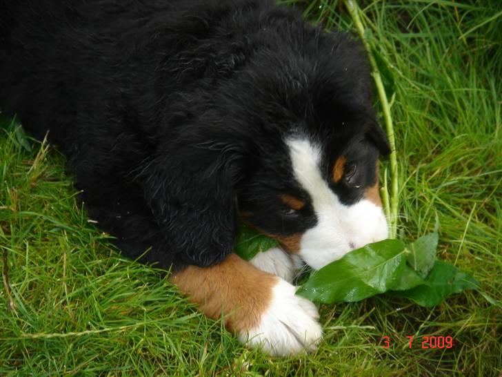 Berner sennenhund kiki - Dejligt med noget grønt. billede 8