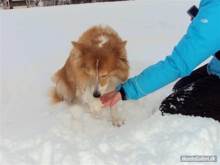 Shetland sheepdog Mille - Millemus har lige lært at give pote :D    fotograf: Julie K billede 6