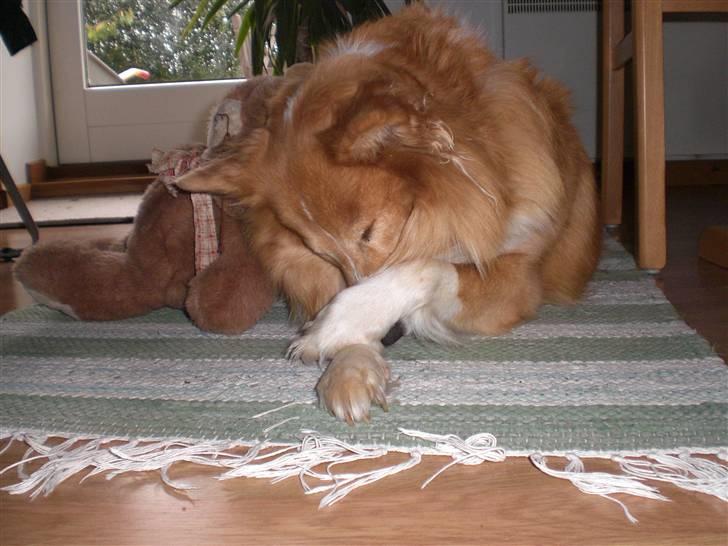 Shetland sheepdog Mille billede 7