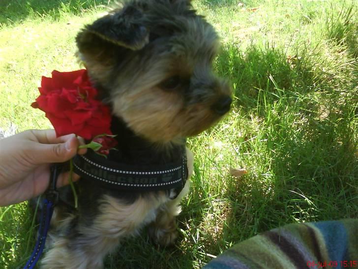Yorkshire terrier Max Millian. - max. billede 2
