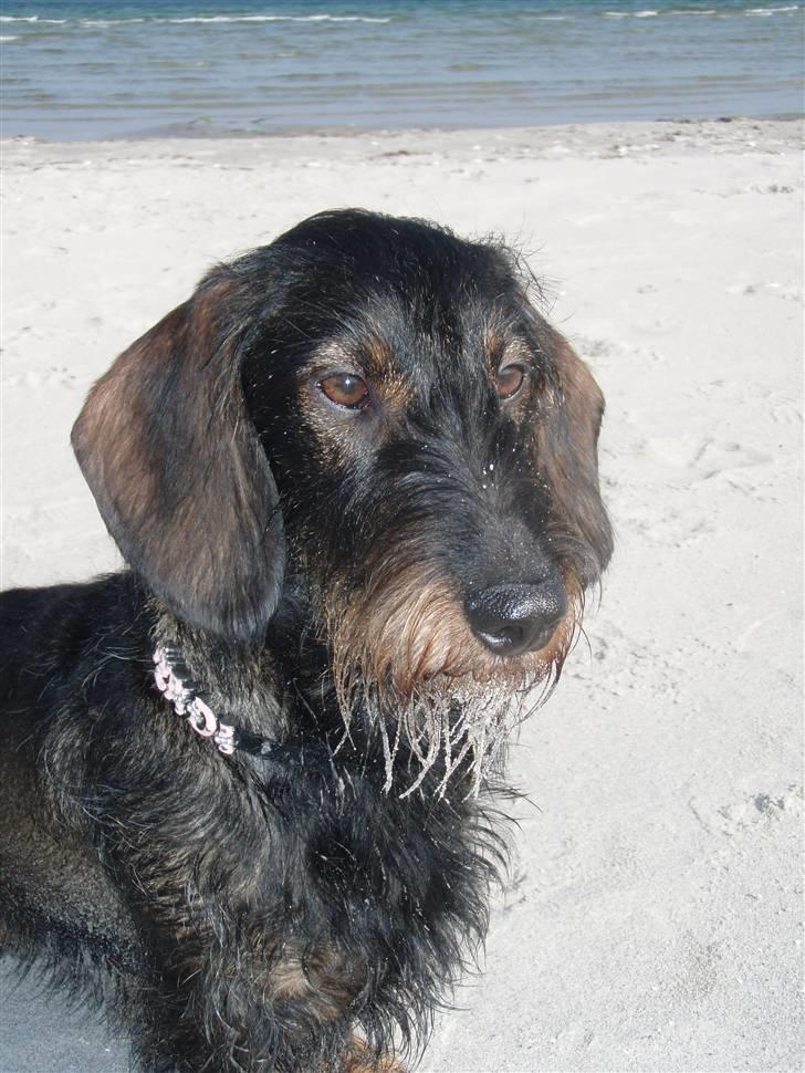 Gravhund Fendi - stranden 2009 billede 13