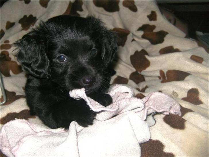 Markiesje Fifi - Vores dejlige Fifi <3 billede 1