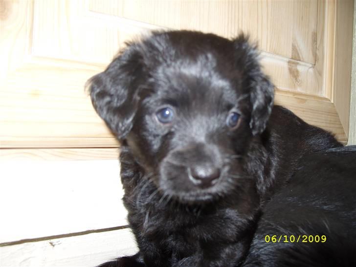 Markiesje Fifi billede 3